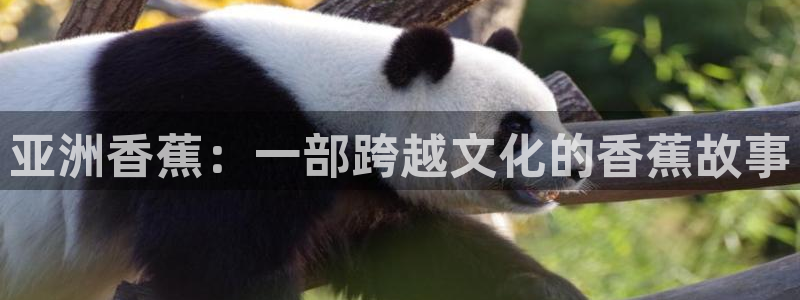 天龙3：亚洲香蕉：一部跨越文化的香蕉故事